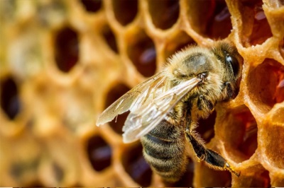 Феноменът пчелна отрова. Как действа? Как се добива?